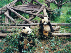 Китай. Панда