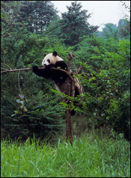 Панда из Чэнду