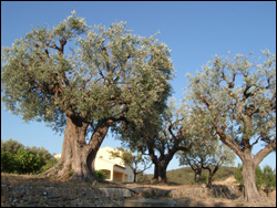 Оливковые деревья. Лазурный Берег