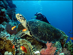 Калкан. Турция. Морская черепаха